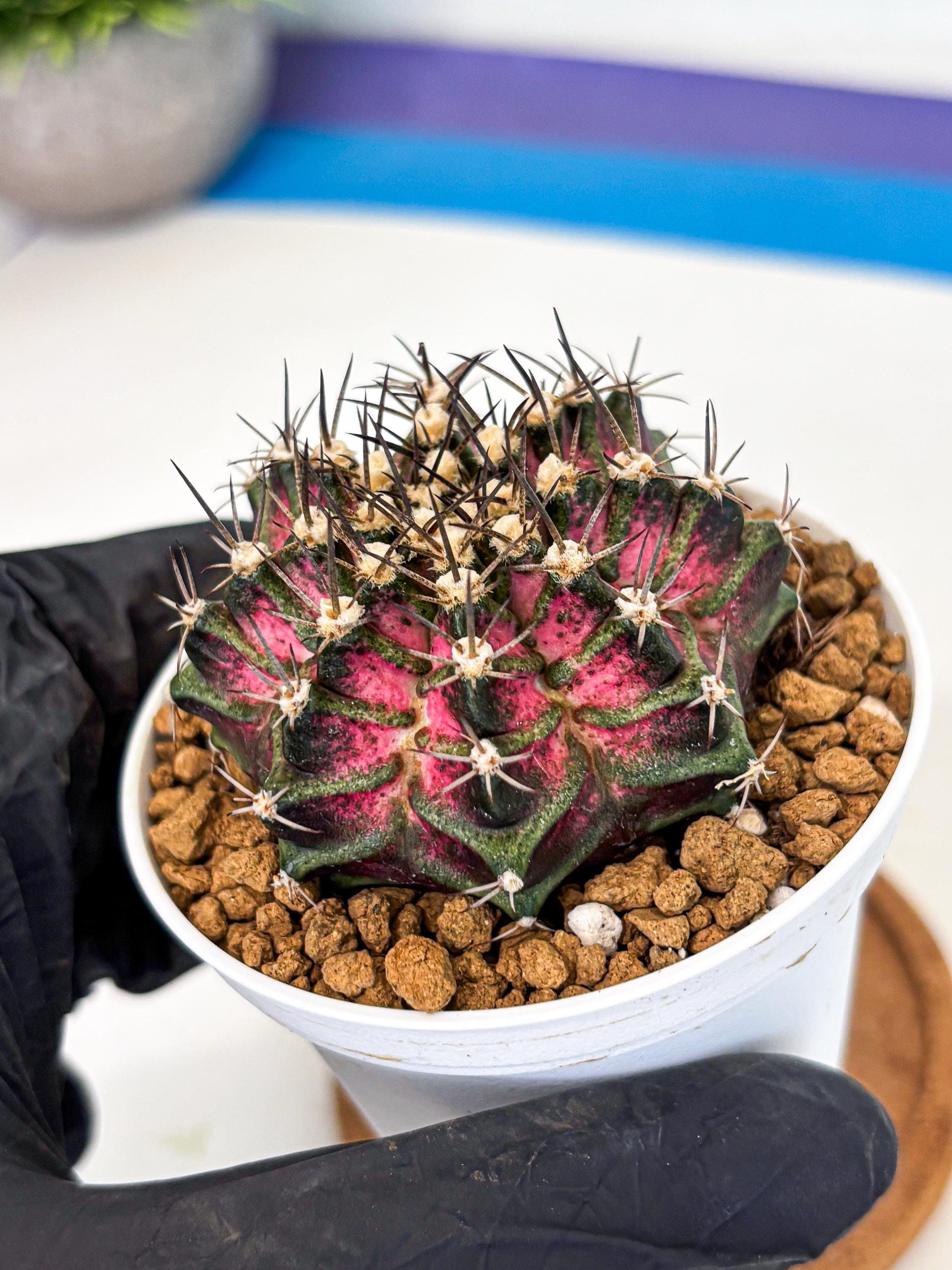Gymnocalycium T-Rex (gy10) (y5) | Variegated Cactus