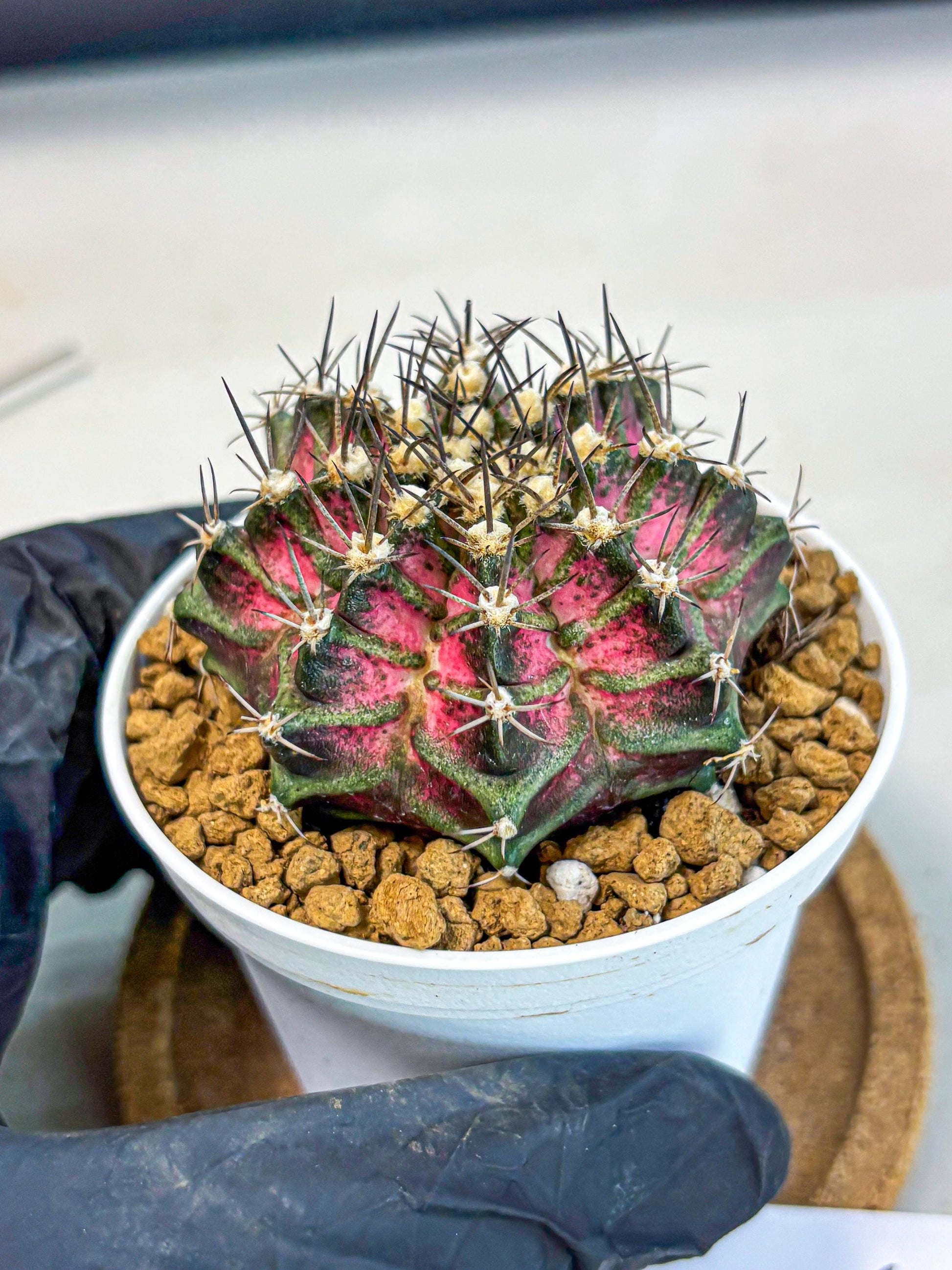 Gymnocalycium T-Rex (gy10) (y5) | Variegated Cactus