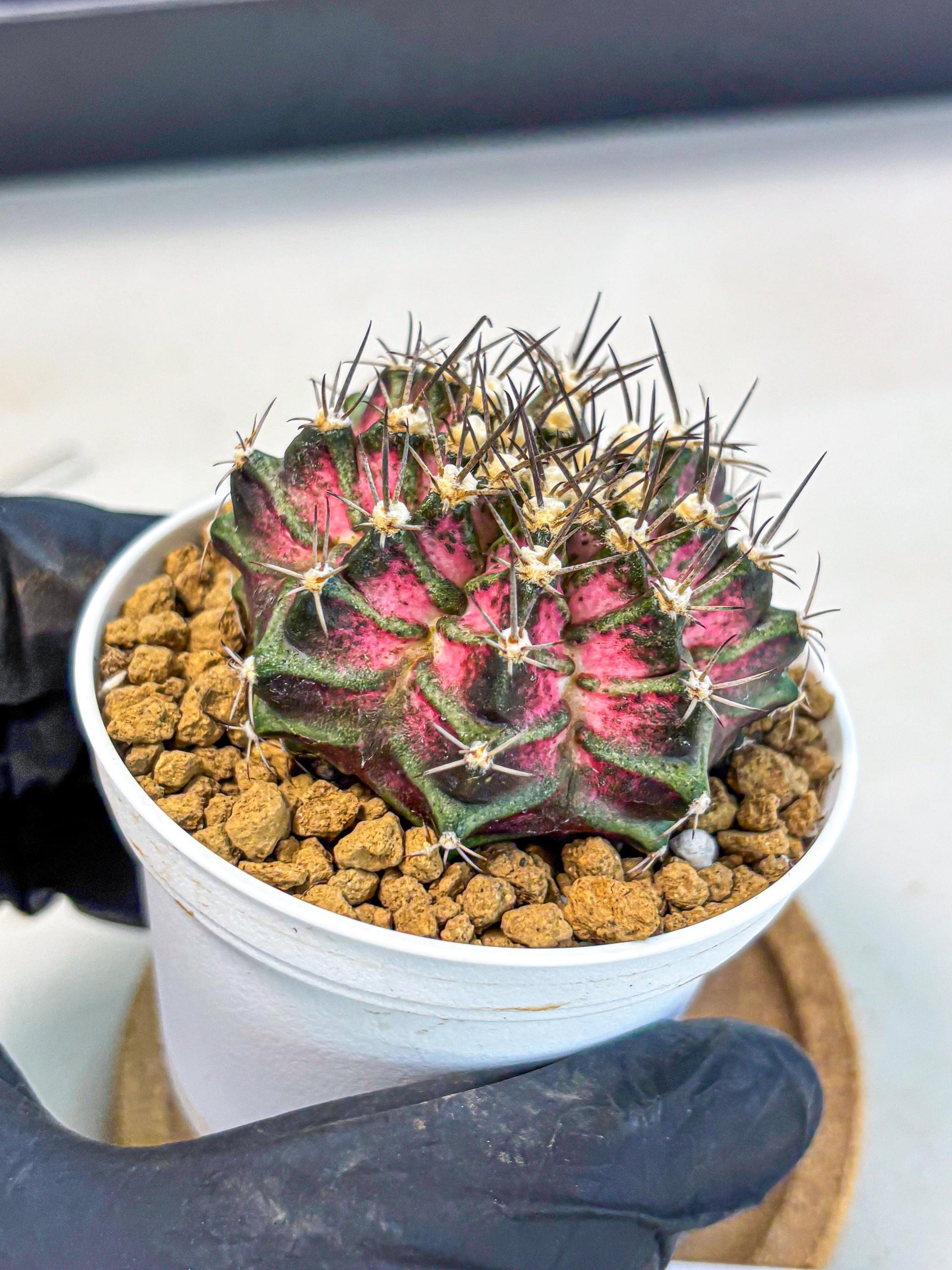 Gymnocalycium T-Rex (gy10) (y5) | Variegated Cactus