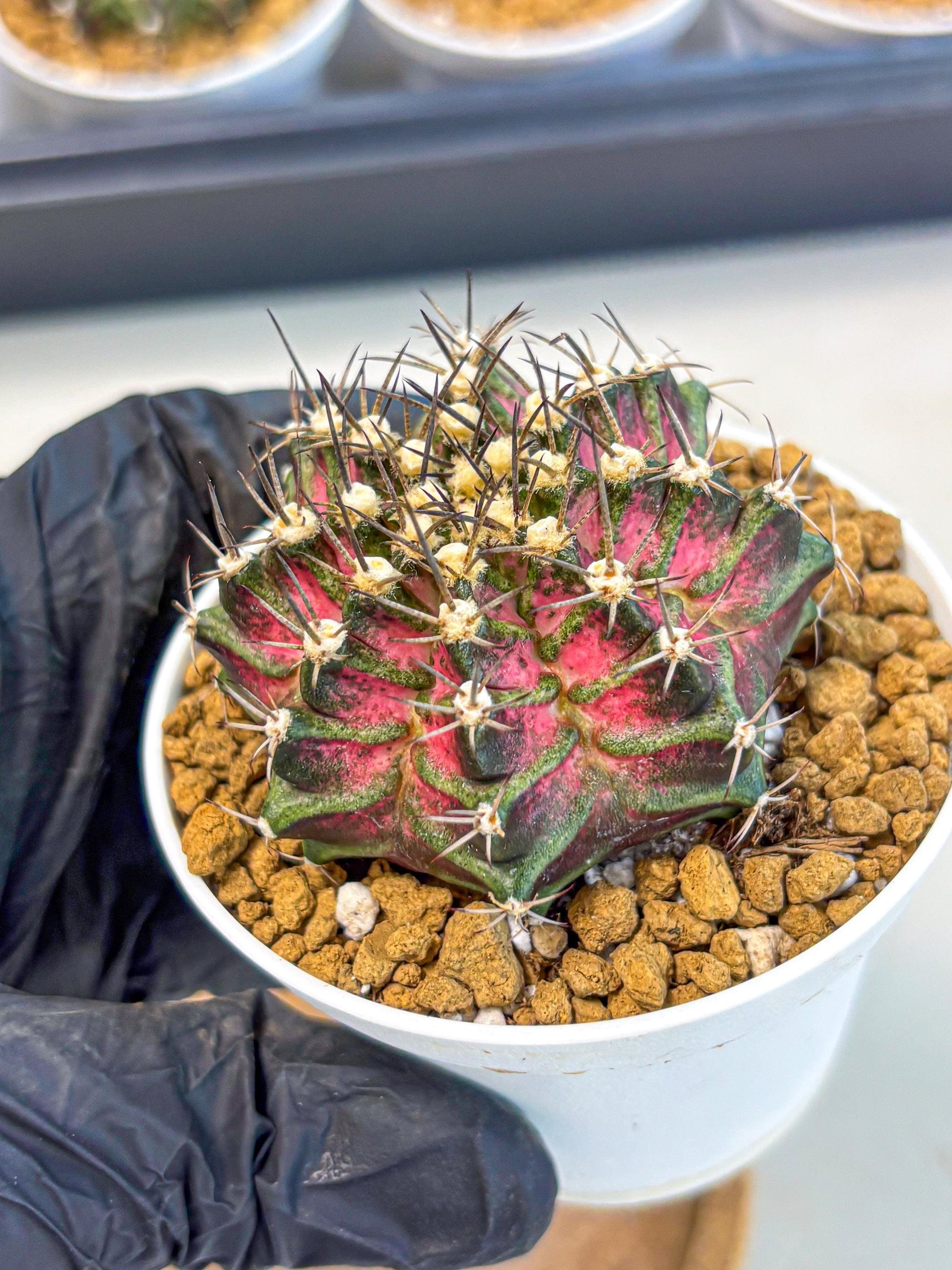 Gymnocalycium T-Rex (gy10) (y5) | Variegated Cactus
