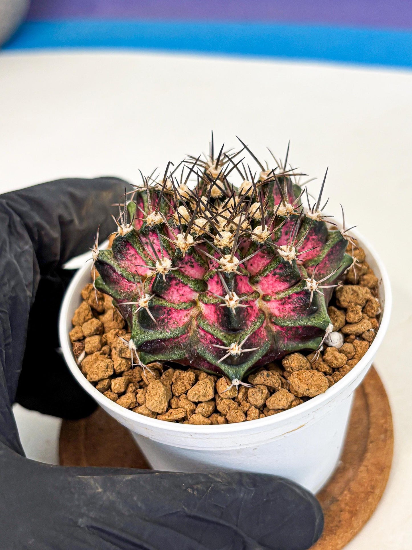 Gymnocalycium T-Rex (gy10) (y5) | Variegated Cactus