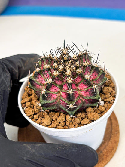 Gymnocalycium T-Rex (gy10) (y5) | Variegated Cactus