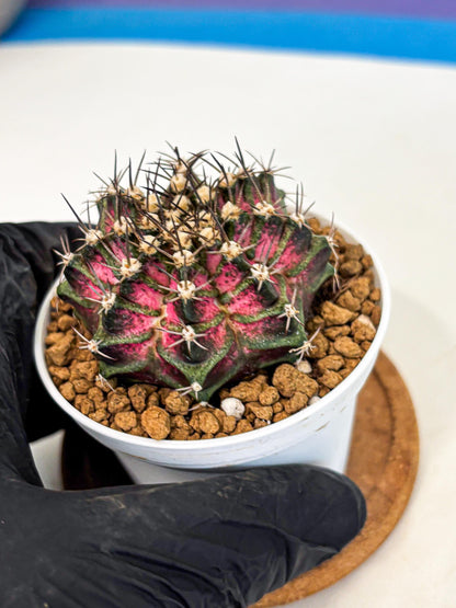 Gymnocalycium T-Rex (gy10) (y5) | Variegated Cactus