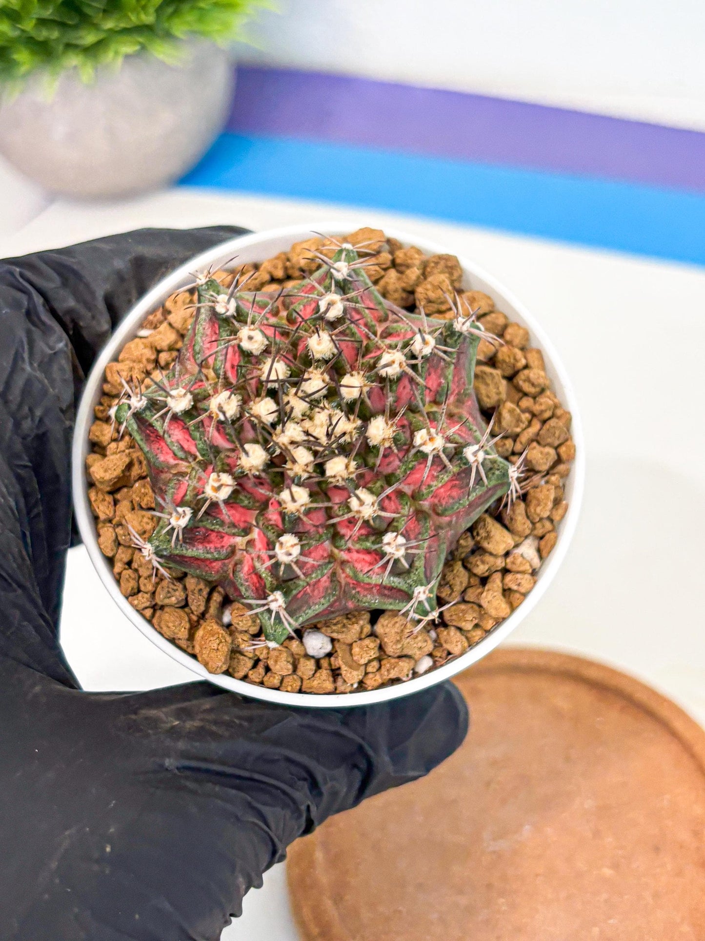 Gymnocalycium T-Rex (gy10) (y5) | Variegated Cactus