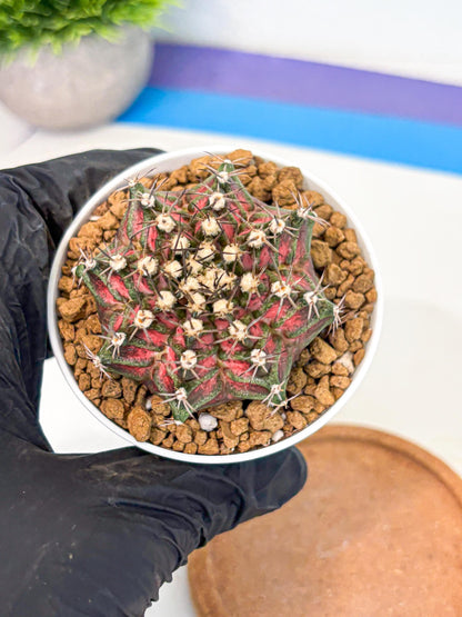 Gymnocalycium T-Rex (gy10) (y5) | Variegated Cactus