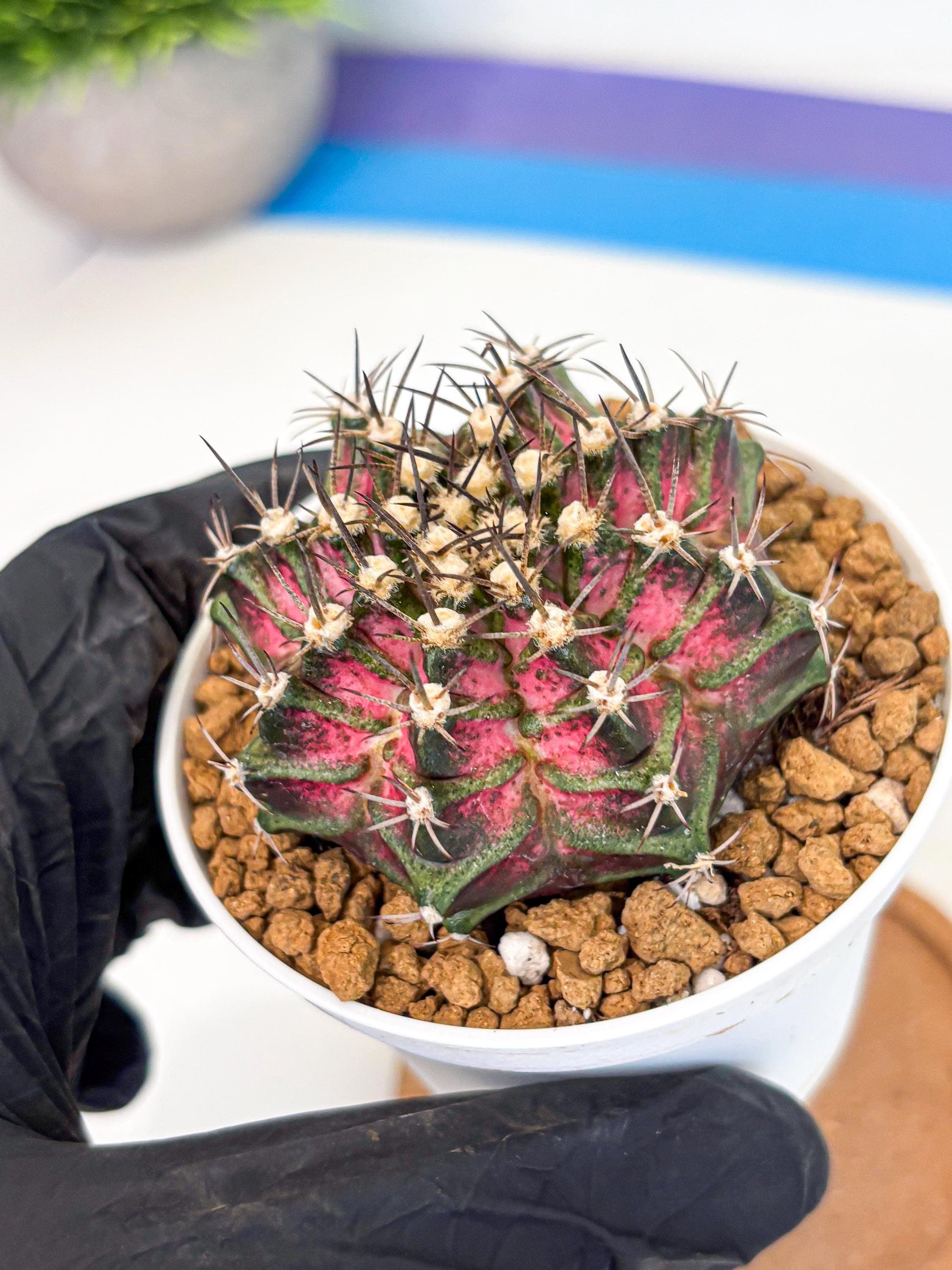 Gymnocalycium T-Rex (gy10) (y5) | Variegated Cactus