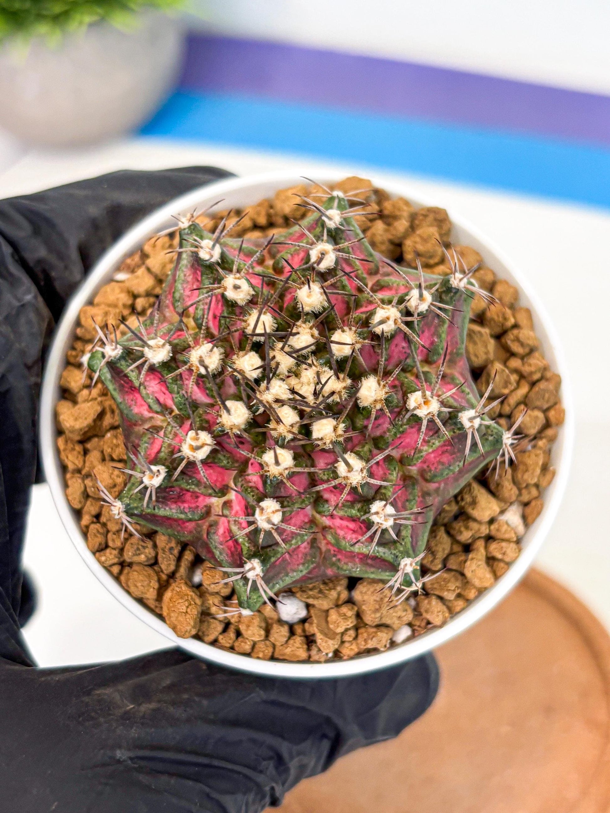 Gymnocalycium T-Rex (gy10) (y5) | Variegated Cactus