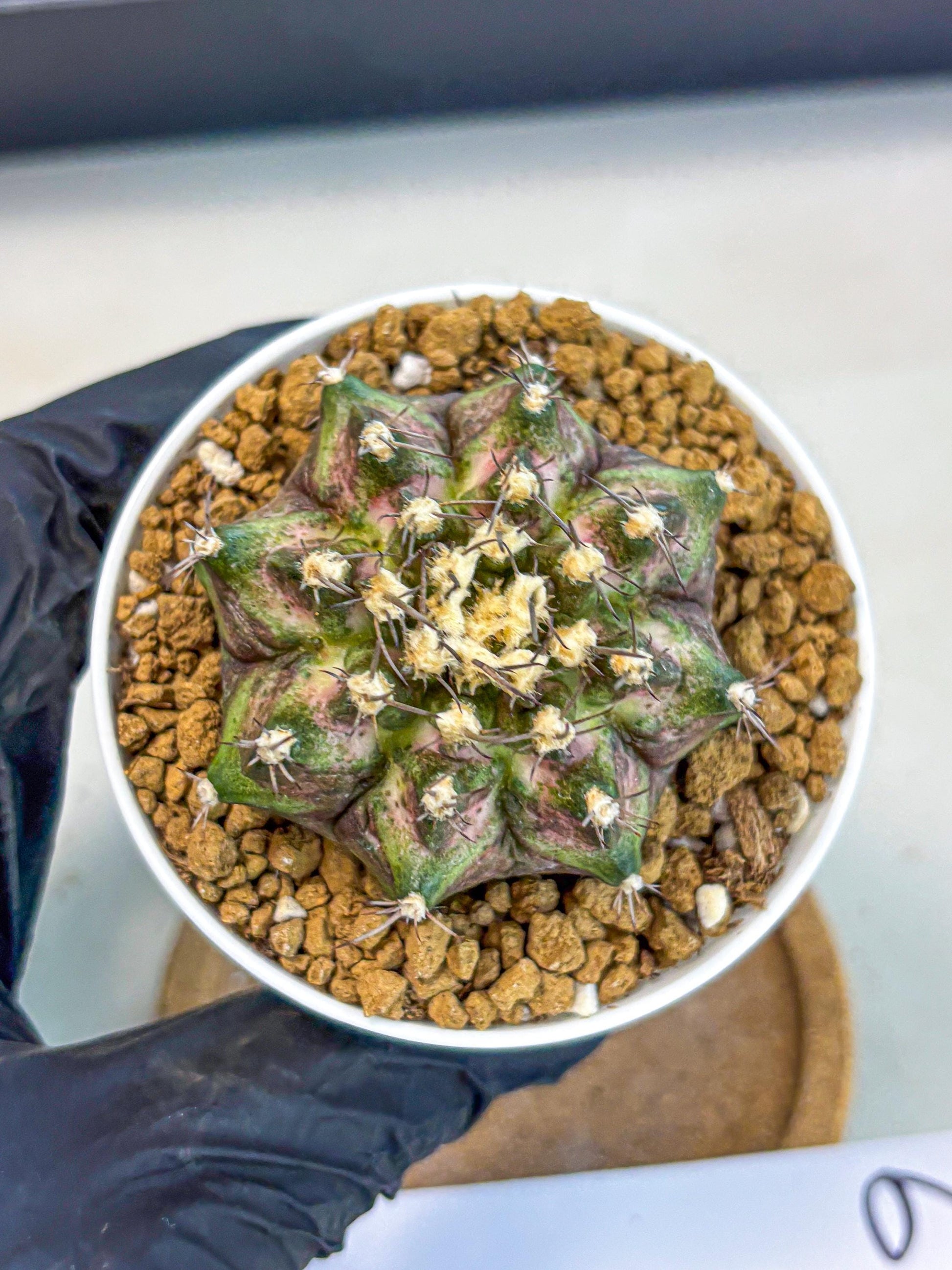 Gymnocalycium T-Rex (gy10) (y6) | Variegated Cactus