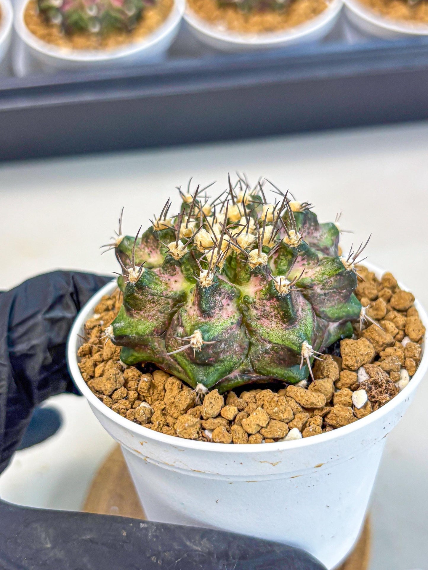 Gymnocalycium T-Rex (gy10) (y6) | Variegated Cactus