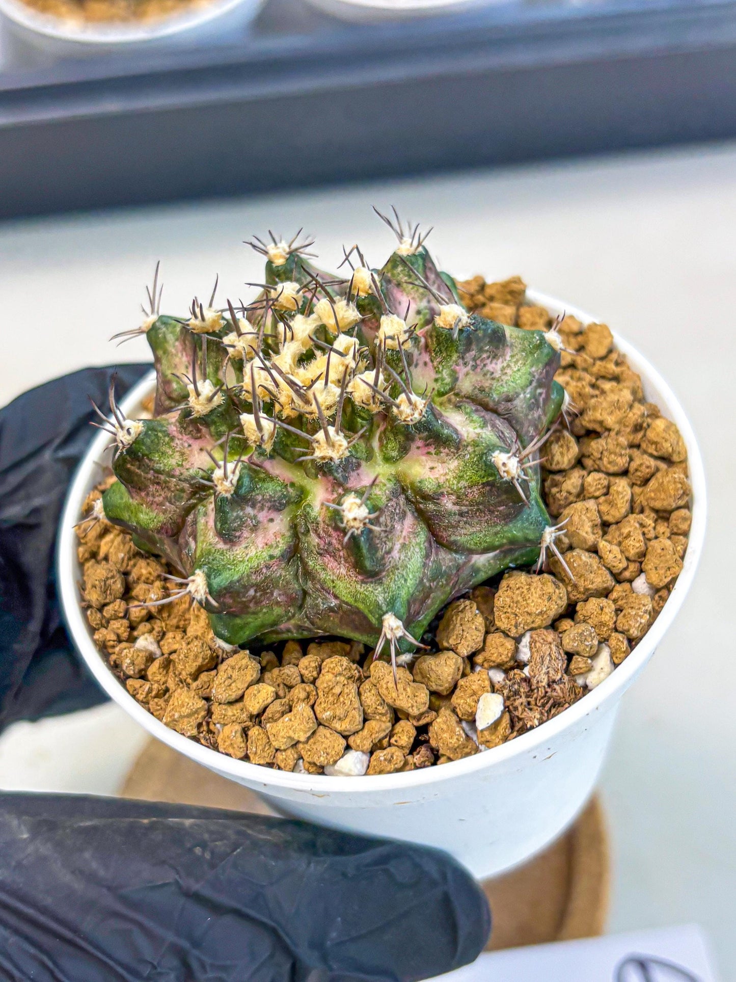 Gymnocalycium T-Rex (gy10) (y6) | Variegated Cactus