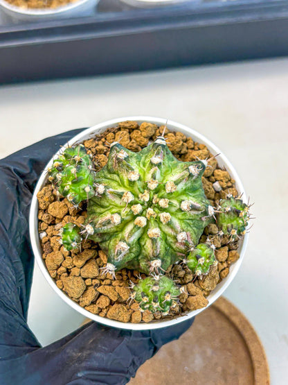 Gymnocalycium T-Rex (gy10) (y7) | Variegated Cactus