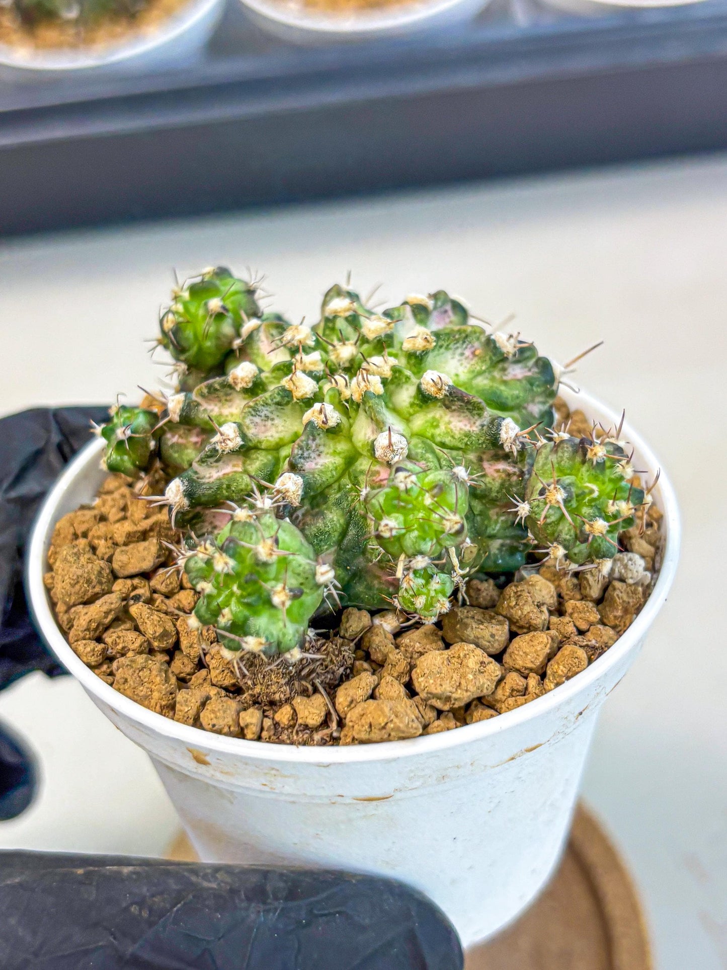Gymnocalycium T-Rex (gy10) (y7) | Variegated Cactus
