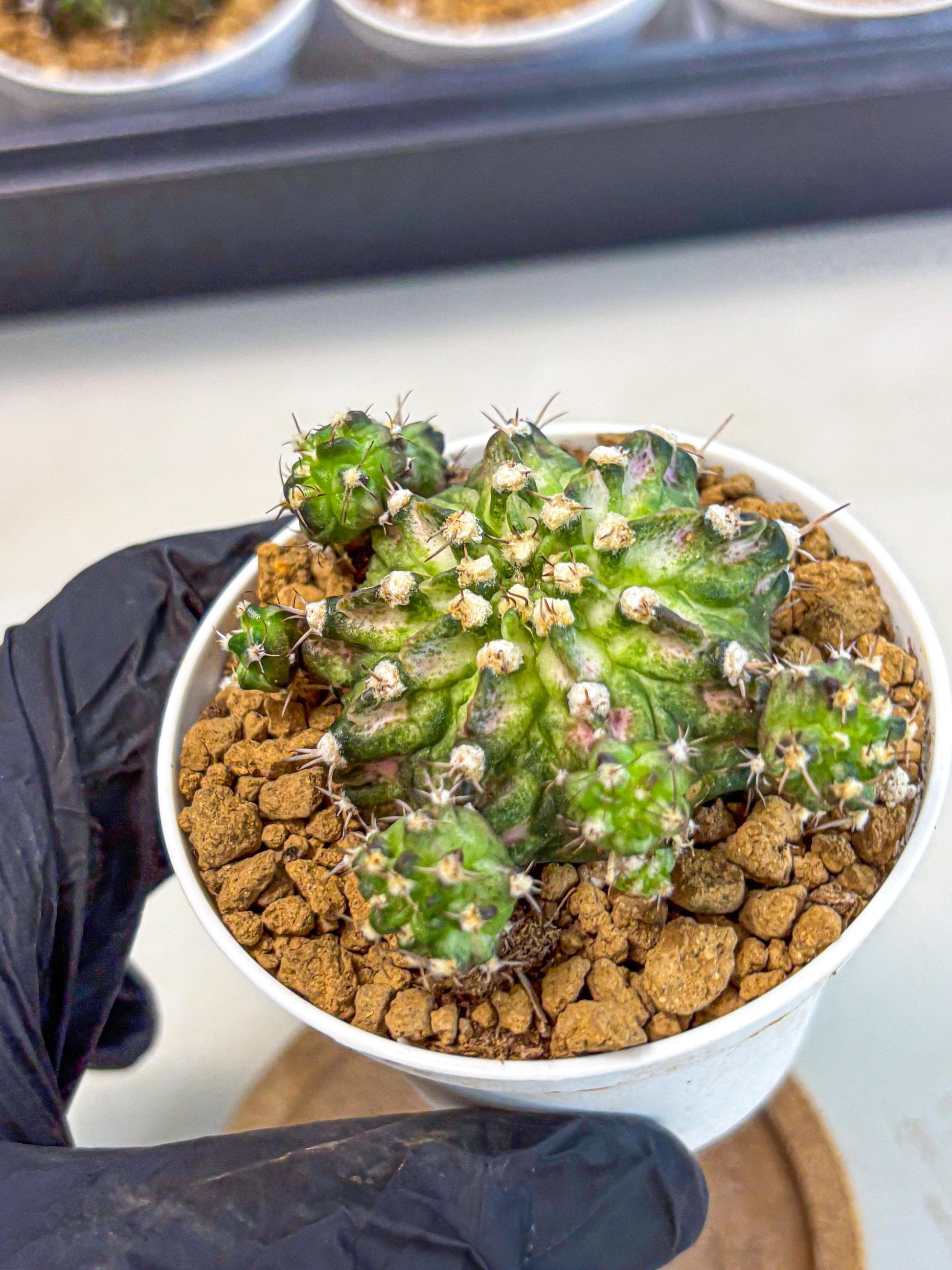 Gymnocalycium T-Rex (gy10) (y7) | Variegated Cactus
