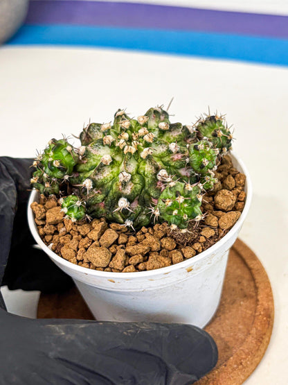 Gymnocalycium T-Rex (gy10) (y7) | Variegated Cactus