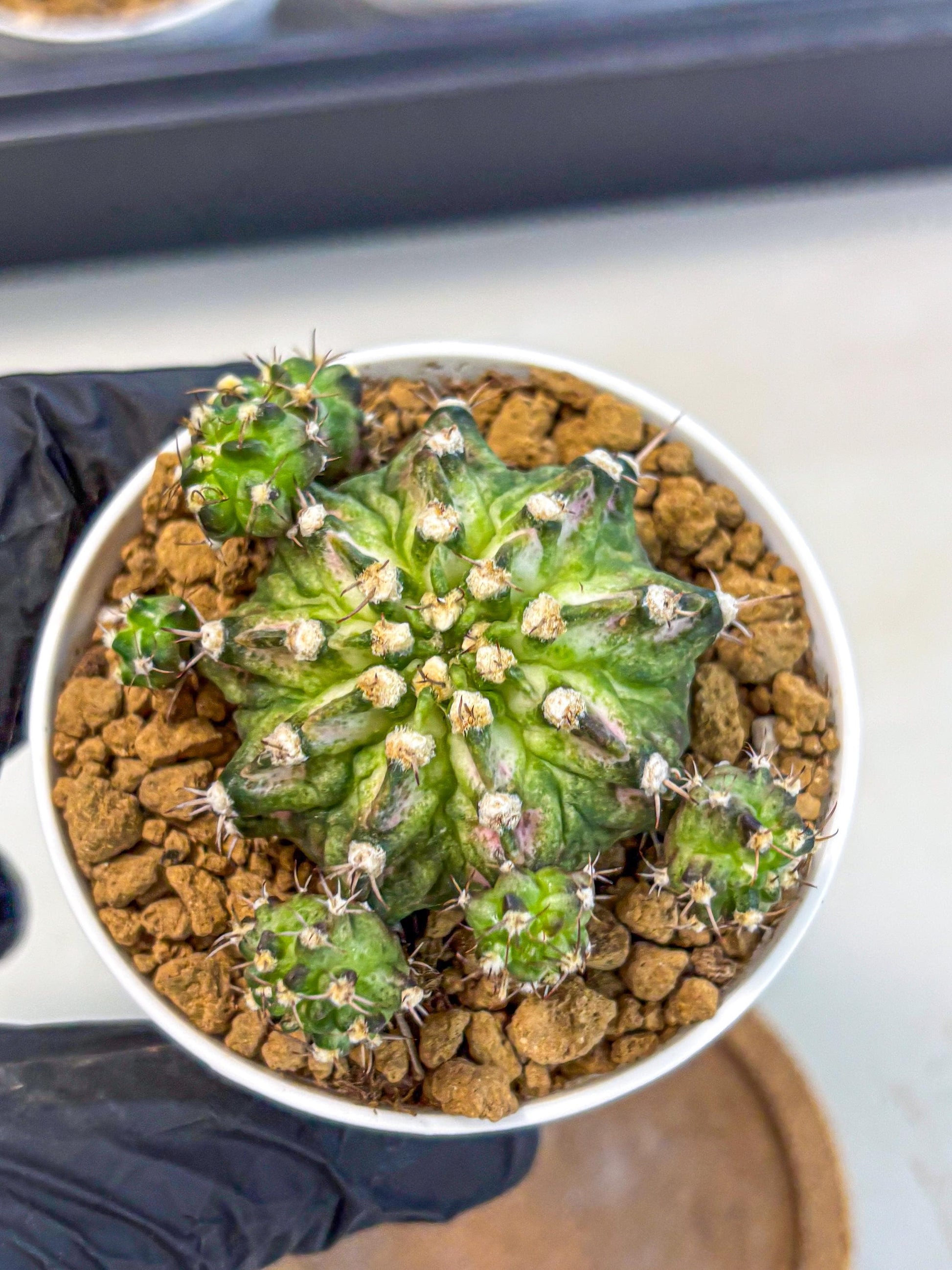Gymnocalycium T-Rex (gy10) (y7) | Variegated Cactus