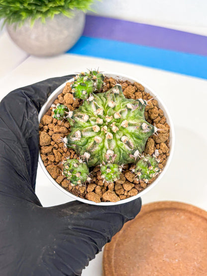 Gymnocalycium T-Rex (gy10) (y7) | Variegated Cactus