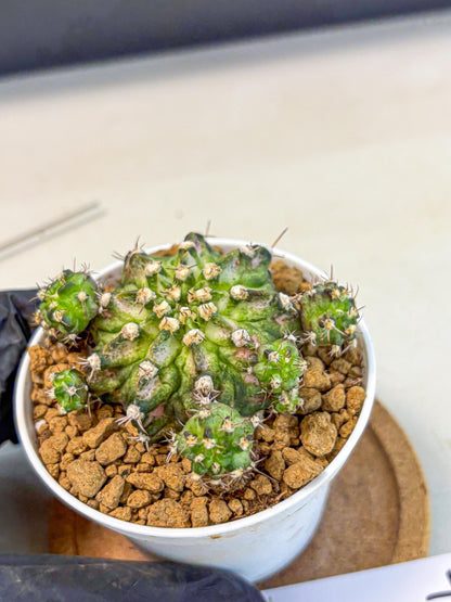 Gymnocalycium T-Rex (gy10) (y7) | Variegated Cactus