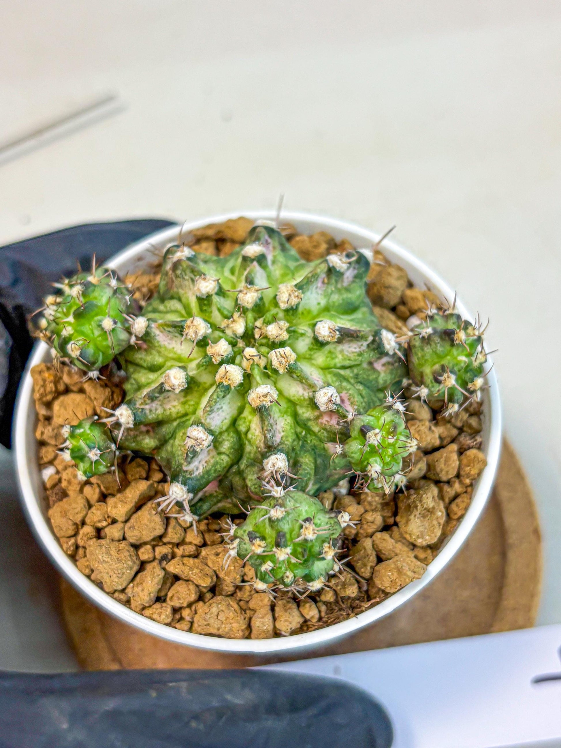 Gymnocalycium T-Rex (gy10) (y7) | Variegated Cactus