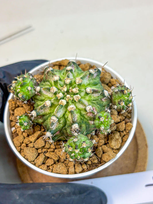 Gymnocalycium T-Rex (gy10) (y7) | Variegated Cactus