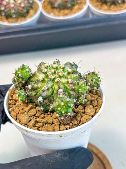 Gymnocalycium T-Rex (gy10) (y7) | Variegated Cactus