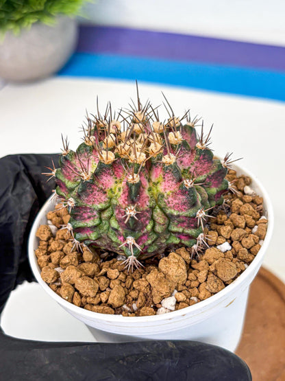Gymnocalycium T-Rex (gy10) (b1) | Variegated Cactus