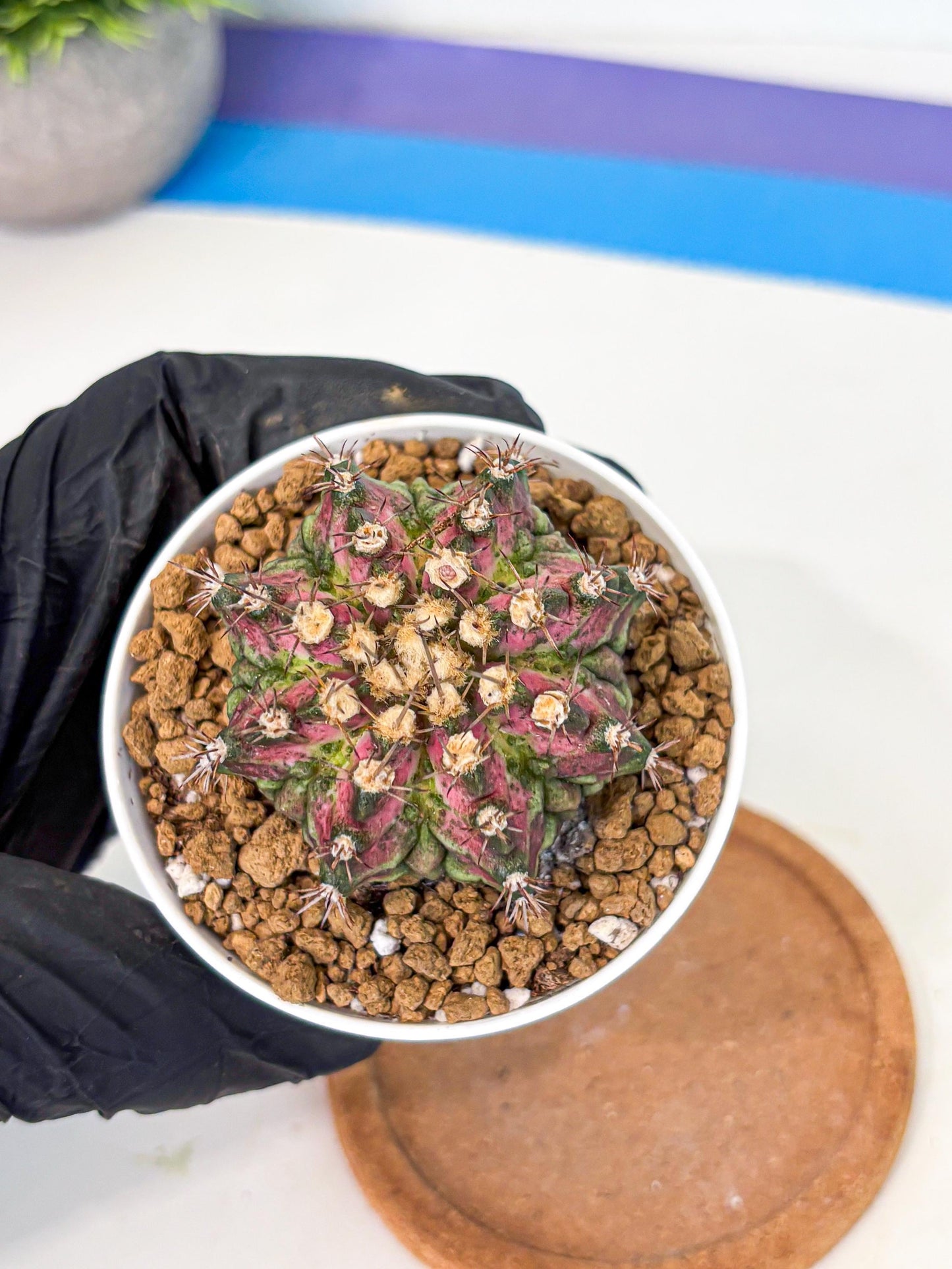 Gymnocalycium T-Rex (gy10) (b1) | Variegated Cactus