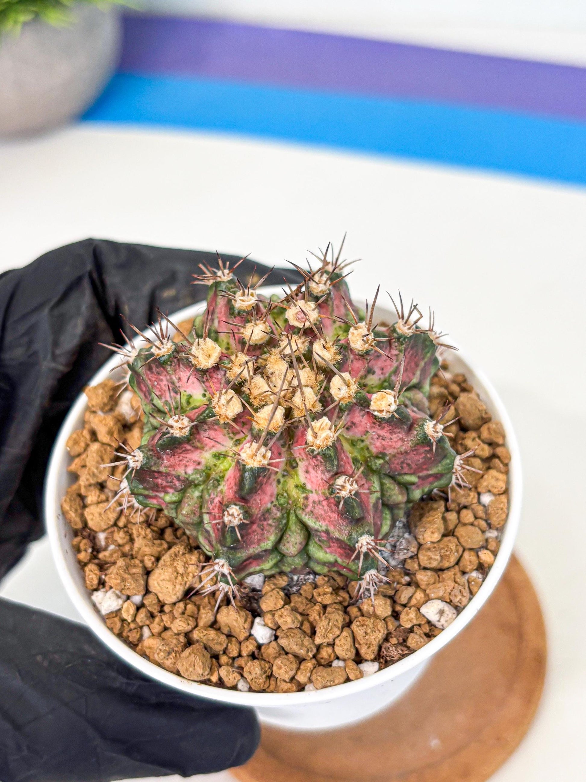 Gymnocalycium T-Rex (gy10) (b1) | Variegated Cactus