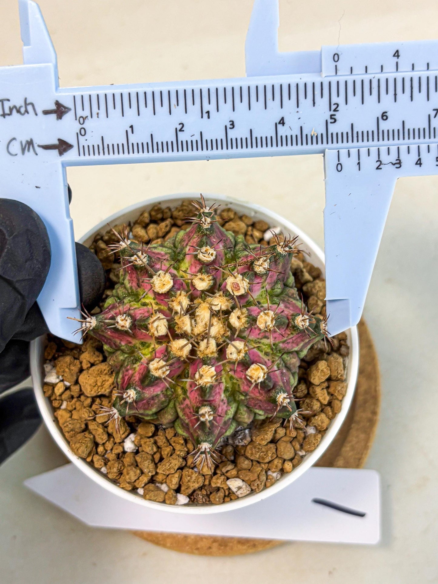 Gymnocalycium T-Rex (gy10) (b1) | Variegated Cactus