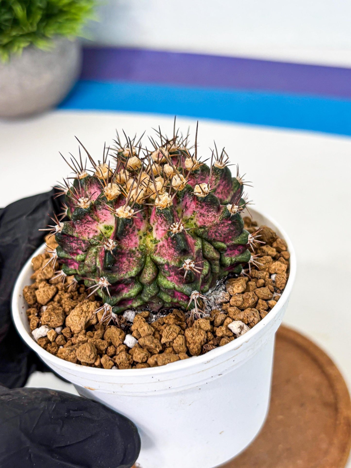 Gymnocalycium T-Rex (gy10) (b1) | Variegated Cactus