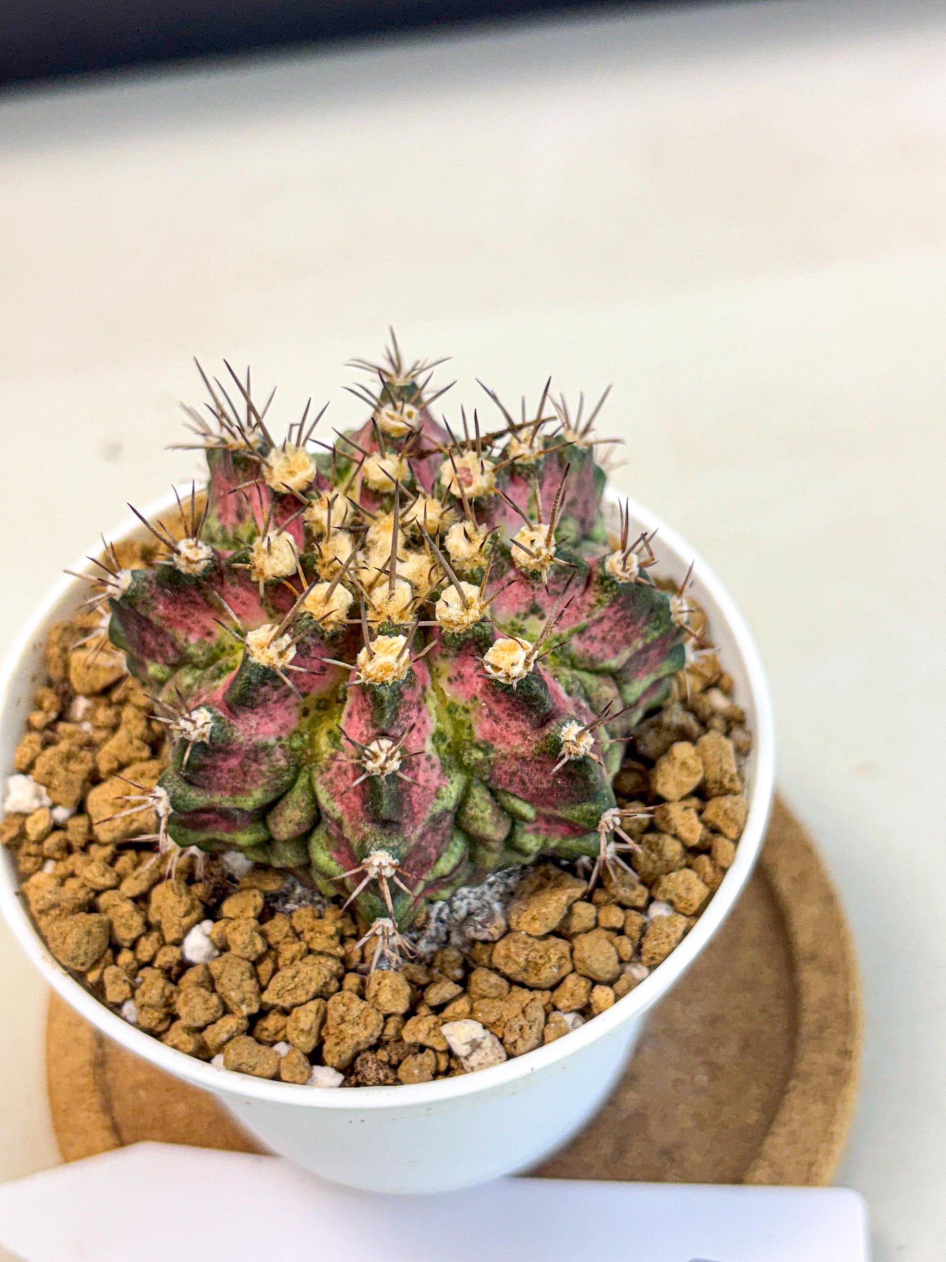 Gymnocalycium T-Rex (gy10) (b1) | Variegated Cactus