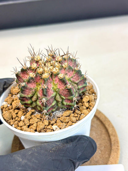 Gymnocalycium T-Rex (gy10) (b1) | Variegated Cactus