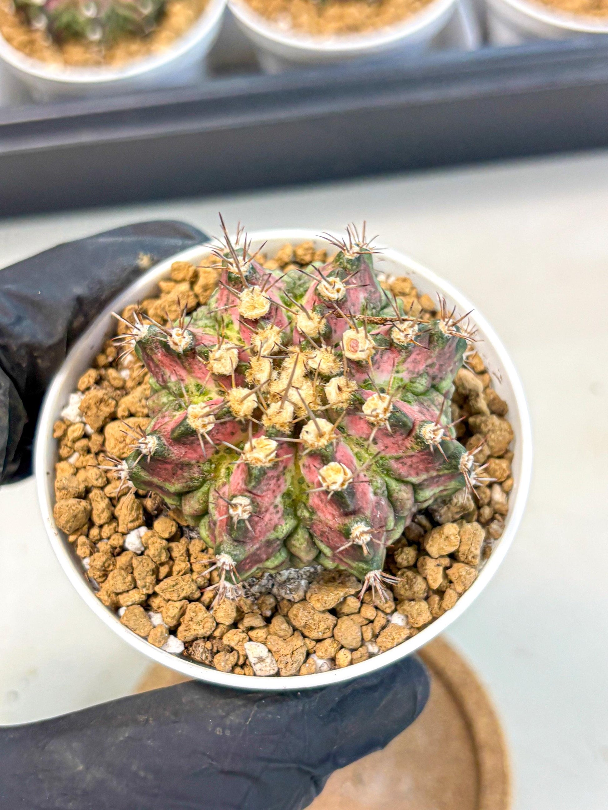 Gymnocalycium T-Rex (gy10) (b1) | Variegated Cactus