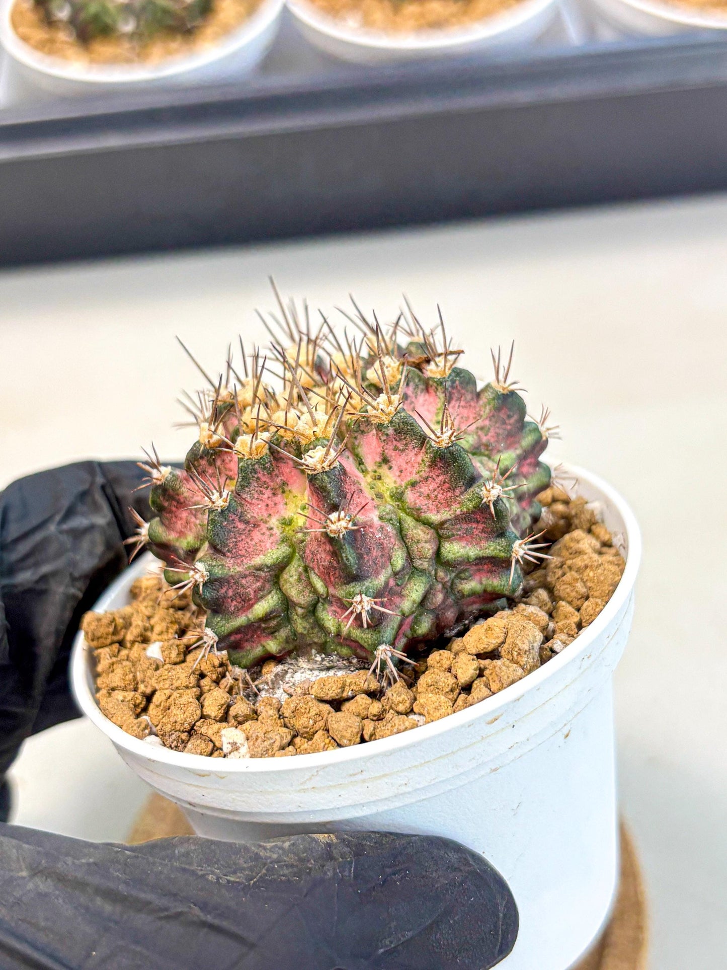 Gymnocalycium T-Rex (gy10) (b1) | Variegated Cactus