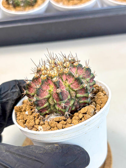 Gymnocalycium T-Rex (gy10) (b1) | Variegated Cactus