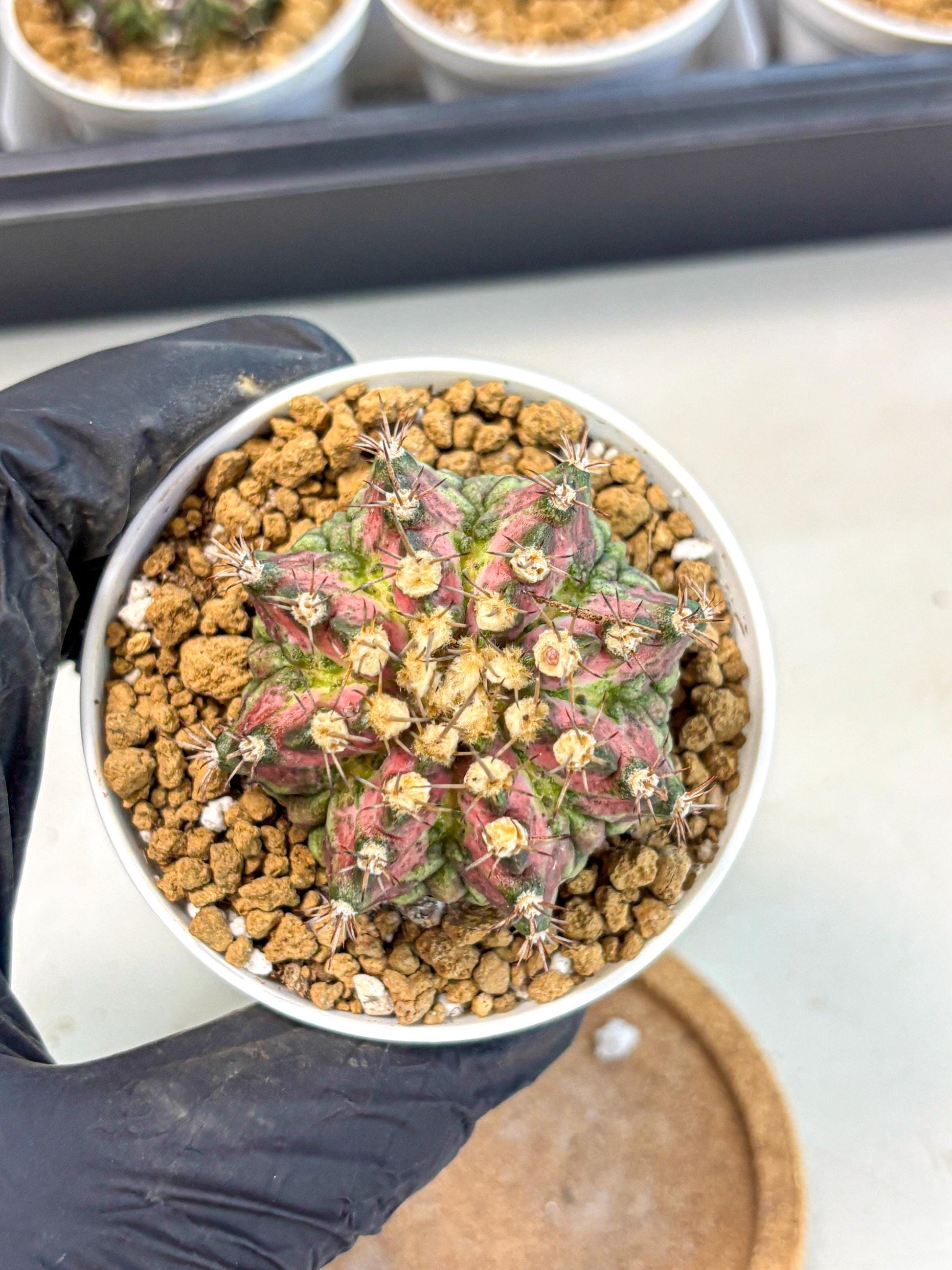 Gymnocalycium T-Rex (gy10) (b1) | Variegated Cactus
