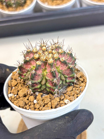 Gymnocalycium T-Rex (gy10) (b1) | Variegated Cactus