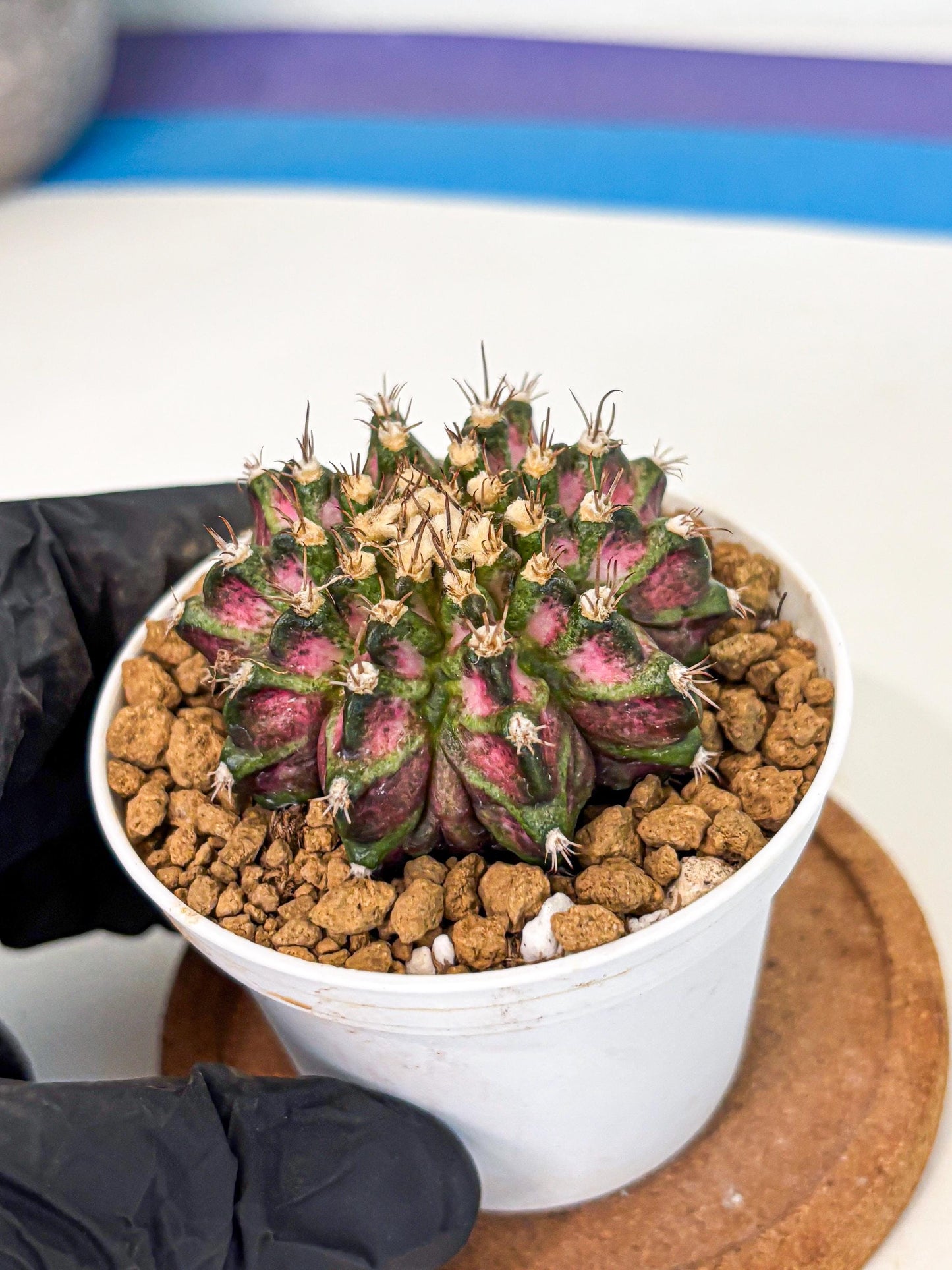 Gymnocalycium T-Rex (gy10) (b2) | Variegated Cactus