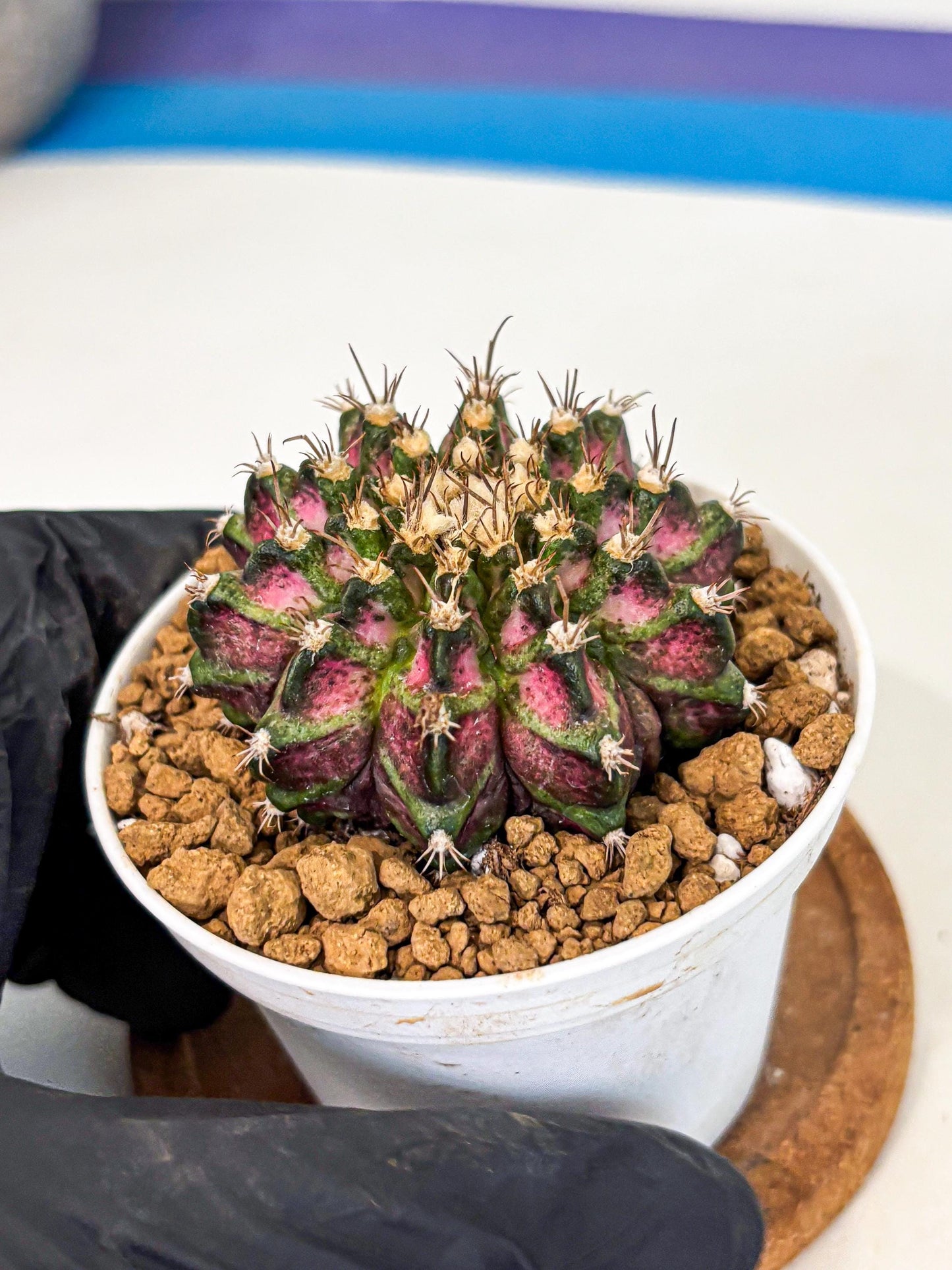 Gymnocalycium T-Rex (gy10) (b2) | Variegated Cactus