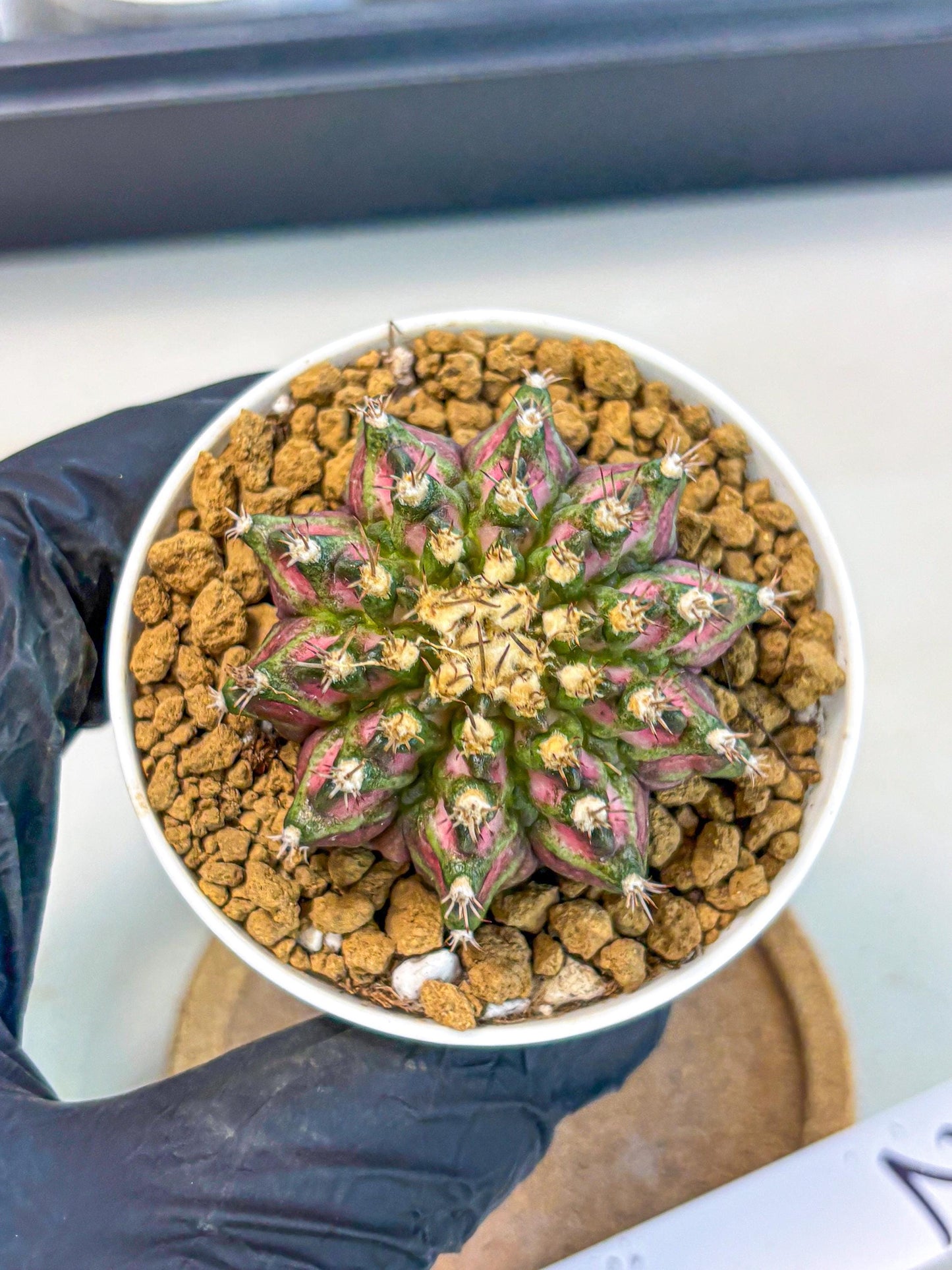 Gymnocalycium T-Rex (gy10) (b2) | Variegated Cactus