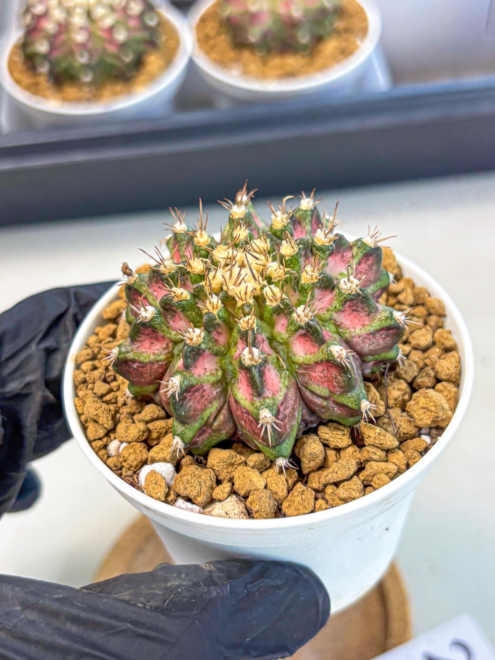 Gymnocalycium T-Rex (gy10) (b2) | Variegated Cactus