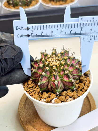 Gymnocalycium T-Rex (gy10) (b2) | Variegated Cactus