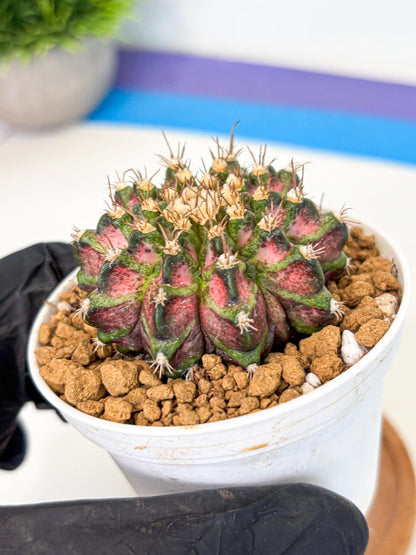 Gymnocalycium T-Rex (gy10) (b2) | Variegated Cactus