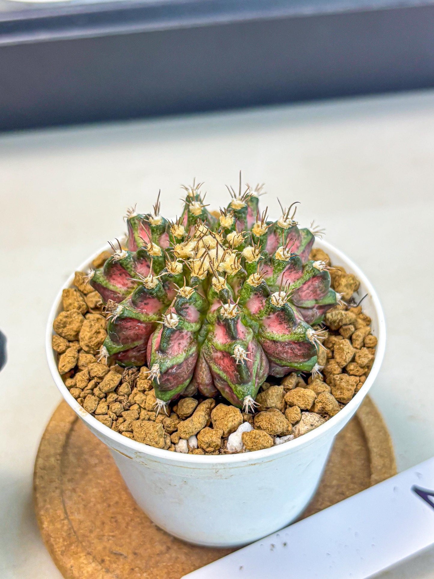 Gymnocalycium T-Rex (gy10) (b2) | Variegated Cactus