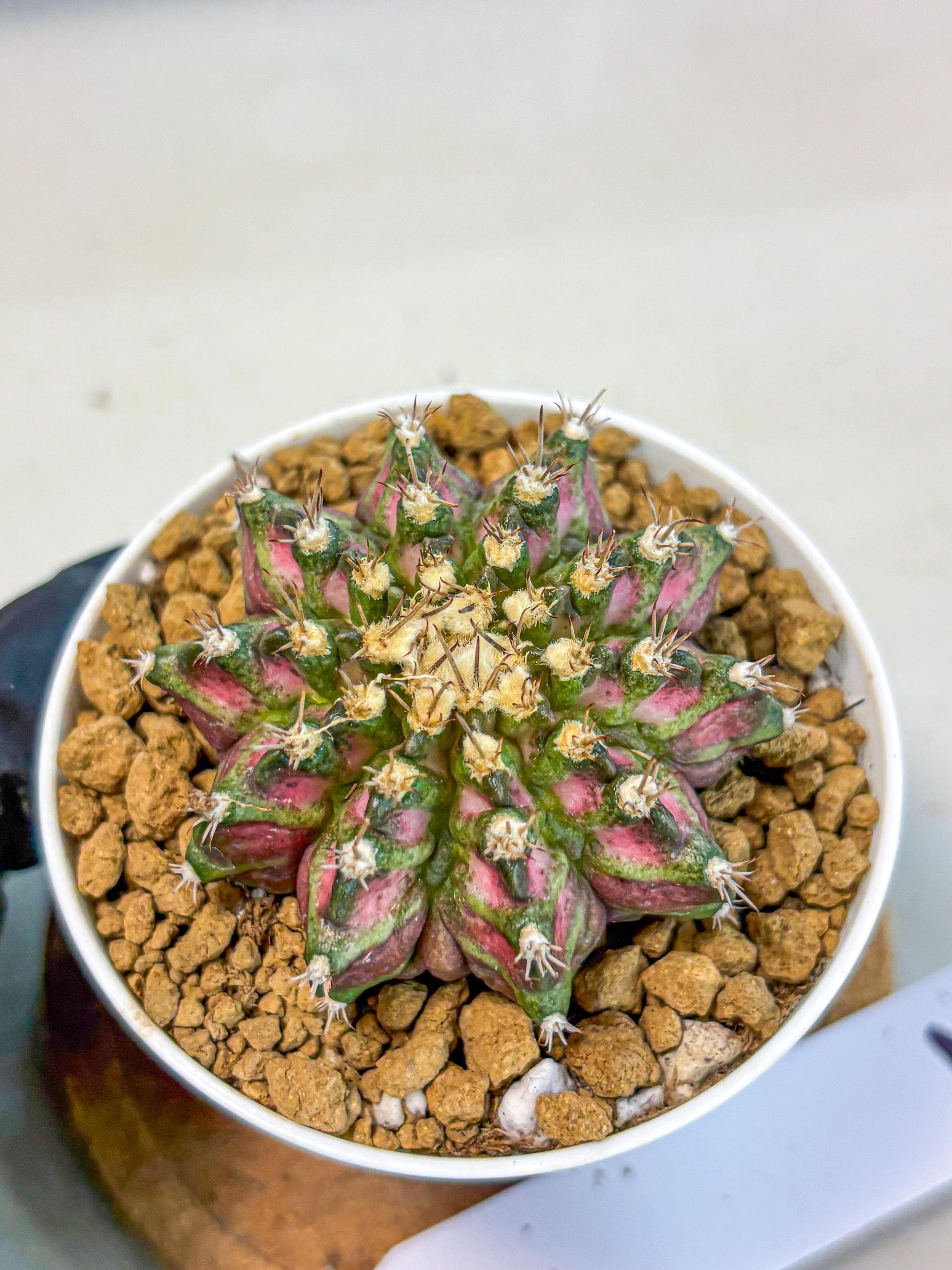 Gymnocalycium T-Rex (gy10) (b2) | Variegated Cactus