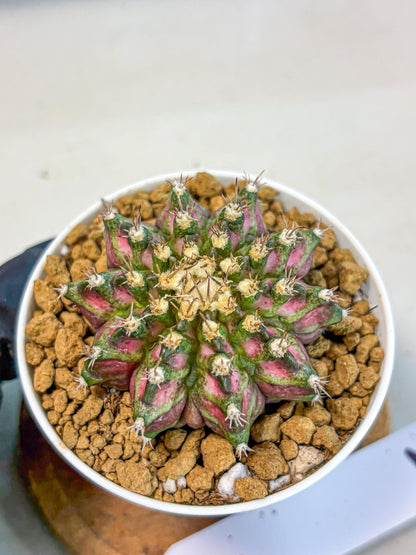 Gymnocalycium T-Rex (gy10) (b2) | Variegated Cactus