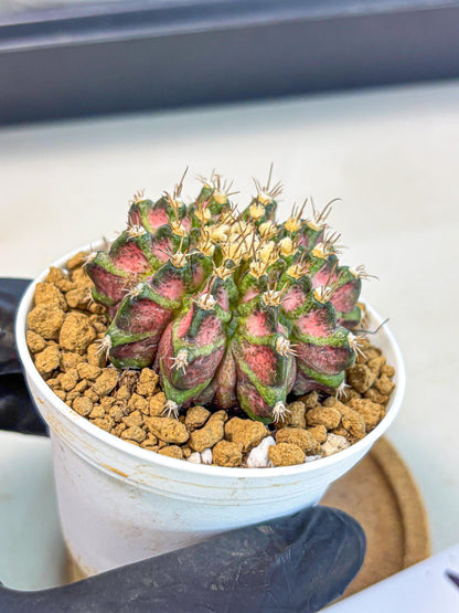 Gymnocalycium T-Rex (gy10) (b2) | Variegated Cactus