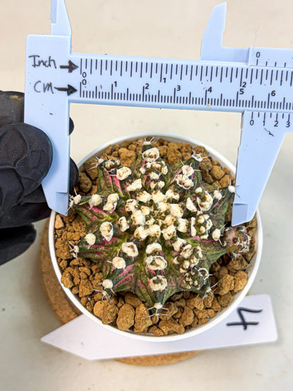 Gymnocalycium T-Rex (gy10) (b4) | Variegated Cactus