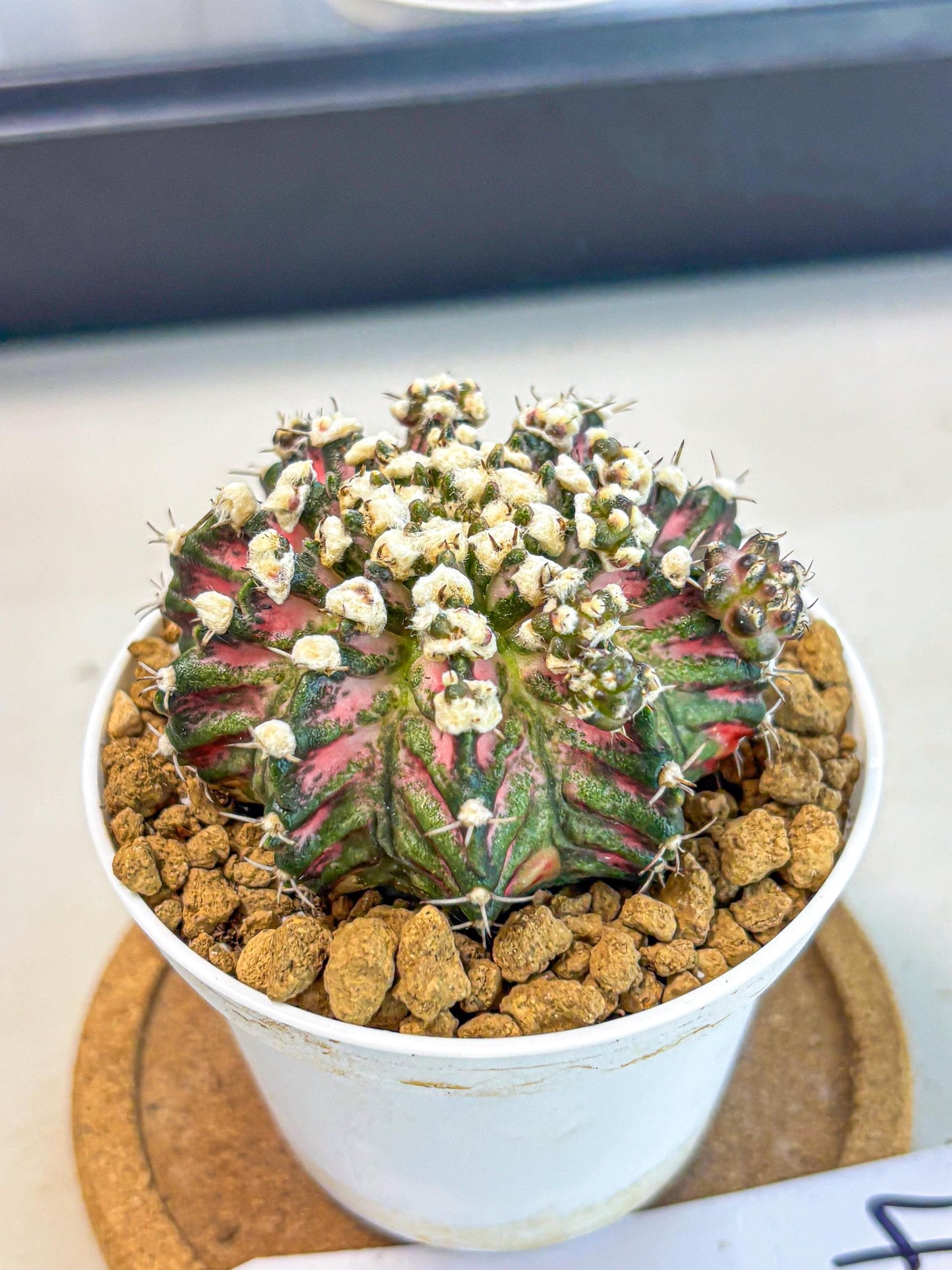 Gymnocalycium T-Rex (gy10) (b4) | Variegated Cactus