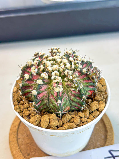 Gymnocalycium T-Rex (gy10) (b4) | Variegated Cactus