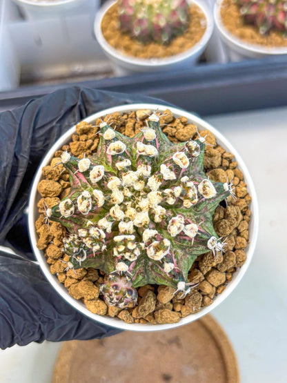 Gymnocalycium T-Rex (gy10) (b4) | Variegated Cactus